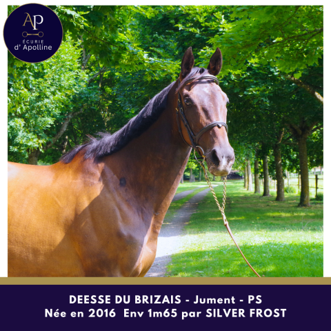 Mare Thoroughbred For sale 2016 Bay