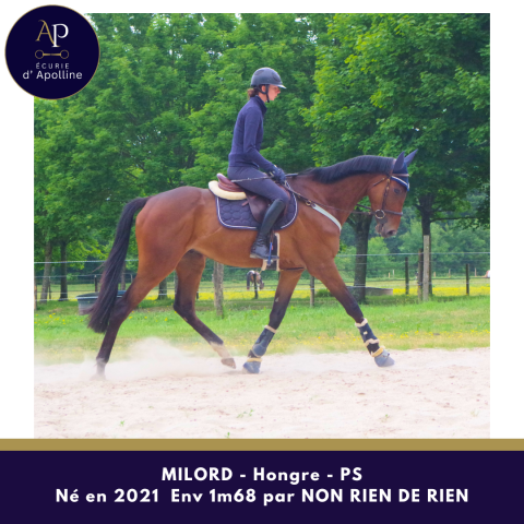 Gelding Thoroughbred For sale 2021 Bay