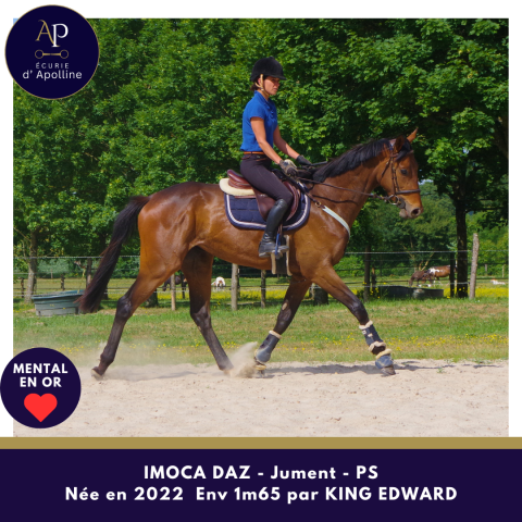 Mare Thoroughbred For sale 2022 Bay