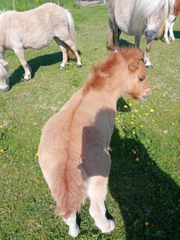Colt Shetland Pony For sale 2025 Dun