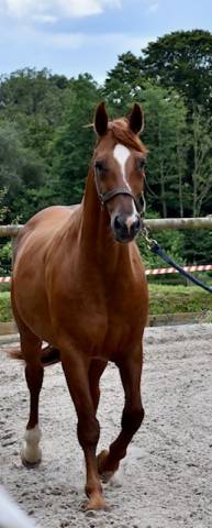 Broodmare Hanoverian For sale 2008 Chesnut