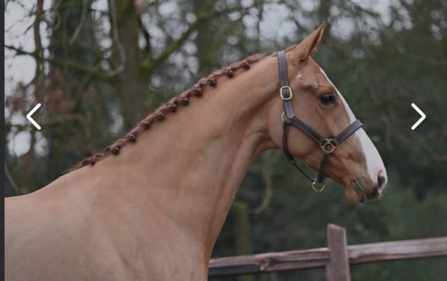 Mare KWPN Dutch Warmblood For sale 2019 Chesnut