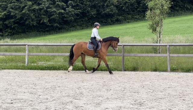 Gelding Franche-Montagne For sale 2020 Bay