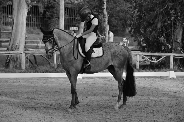 Gelding French Saddle Pony For sale 2011 Appaloosa