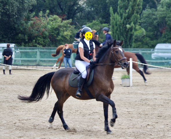 Gelding No Origin Recorded For sale 2016 Dark Bay