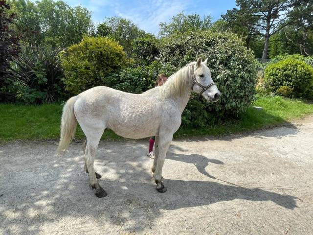 Gelding Other Pony Breed For sale 2006 Grey