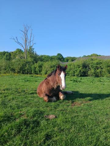 Gelding Breton Heavy Draft For sale 2023 Liver chestnut