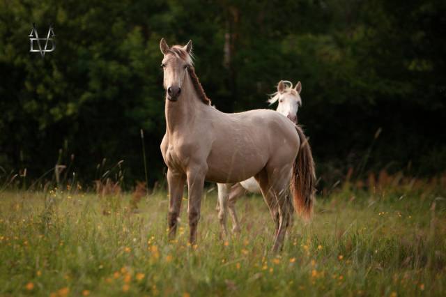 Filly PRE Pure Spanish Bred For sale 2024 Other color