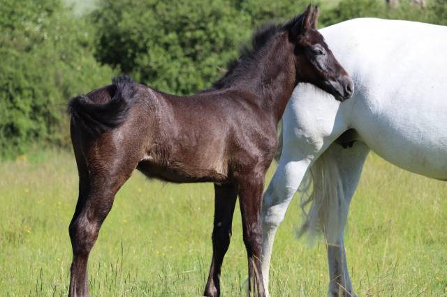 Colt French Saddle Pony For sale 2025 Grey