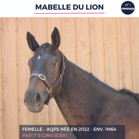 Mare AQPS For sale 2022 Bay