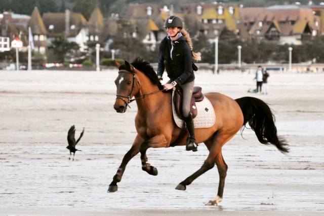 Mare Origin Recorded For sale 2011 Bay