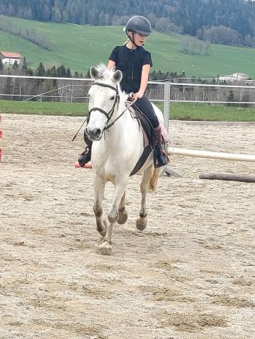 Gelding Other Pony Breed For sale 2015 Grey