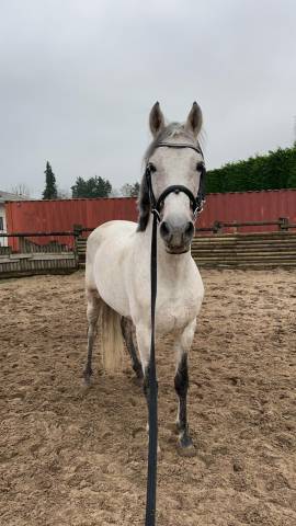 Stallion PRE Pure Spanish Bred For sale 2014 Grey
