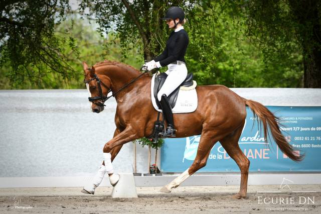 Mare Hanoverian For sale 2019 Chesnut