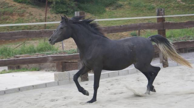 Mare Arabian Thoroughbred For sale 2009 Black