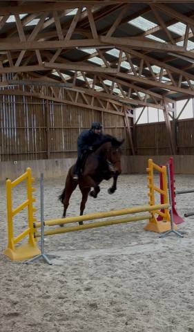 Gelding Origin Recorded For sale 2014 Bay