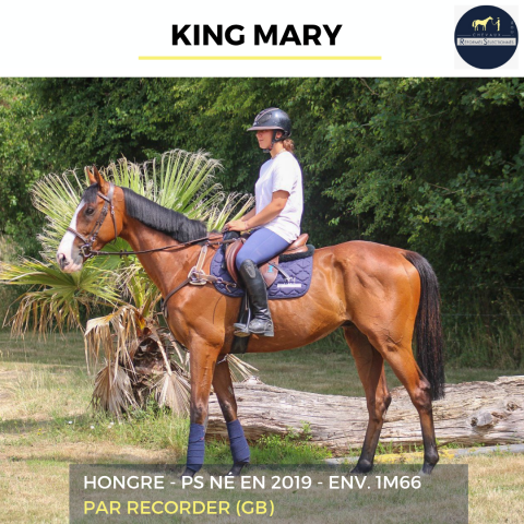 Gelding Thoroughbred For sale 2019 Bay