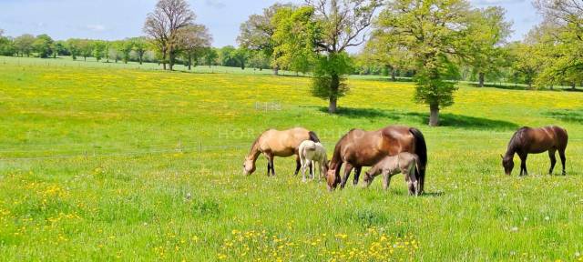 Equestrian property  Allier