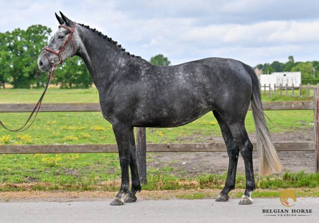Mare Zangersheide For sale 2019 Grey