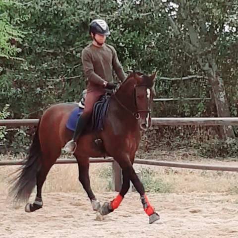 Entire PRE Pure Spanish Bred For sale 2019 Bay