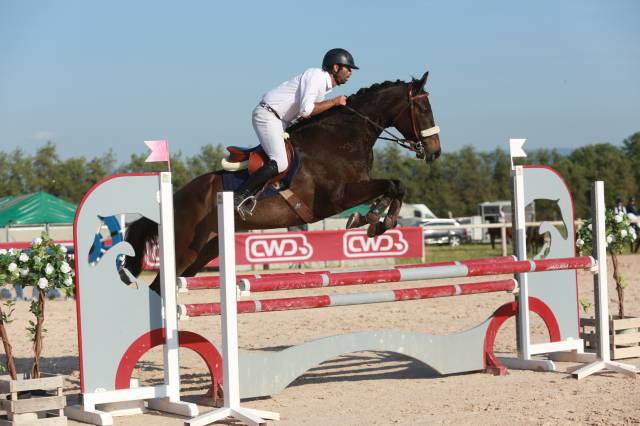 Gelding Selle Français For sale 2018 Dark Bay