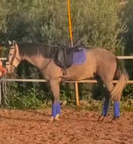 Gelding PRE Pure Spanish Bred For sale 2022 Grey