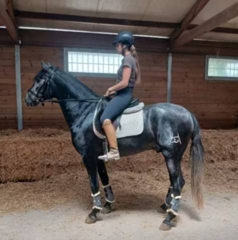 Entire PRE Pure Spanish Bred For sale 2022 Grey
