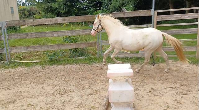 Mare Welsh Part Bred For sale 2022 Coloured