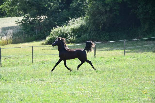 Colt Shagya Arabian For sale 2024 Black