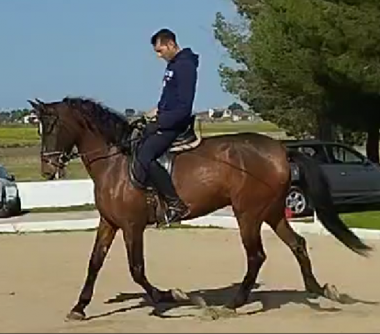 Mare PRE Pure Spanish Bred For sale 2020 Chesnut