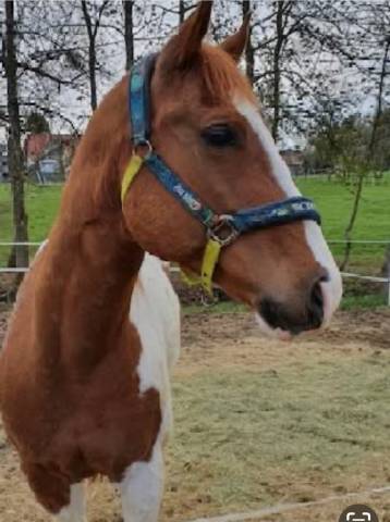 Gelding Quarter For sale 2012 Paint