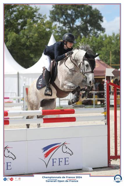 Gelding French Saddle Pony For sale 2015 Grey