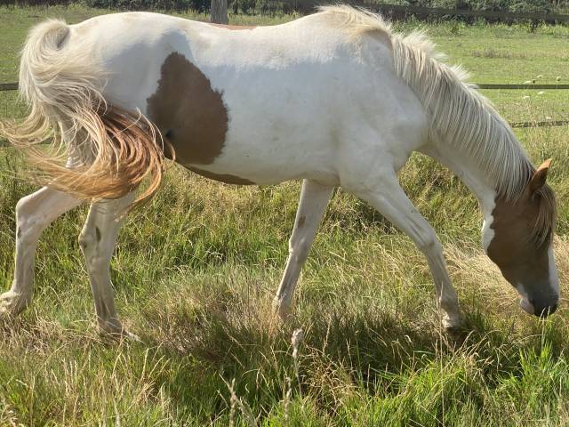 Gelding French Saddle Pony For sale 2023 Tobiano