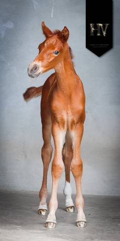 Colt KWPN Dutch Warmblood For sale 2025 Chesnut