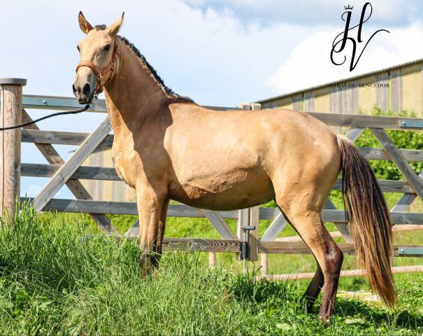 Filly Lusitano For sale 2023 Buckskin