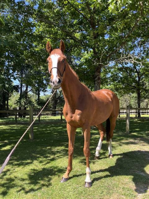 Gelding Irish Thoroughbred For sale 2021 Chesnut