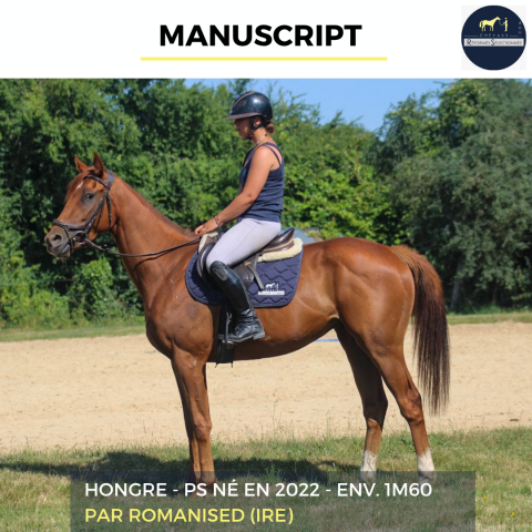 Gelding Thoroughbred For sale 2022 Chesnut