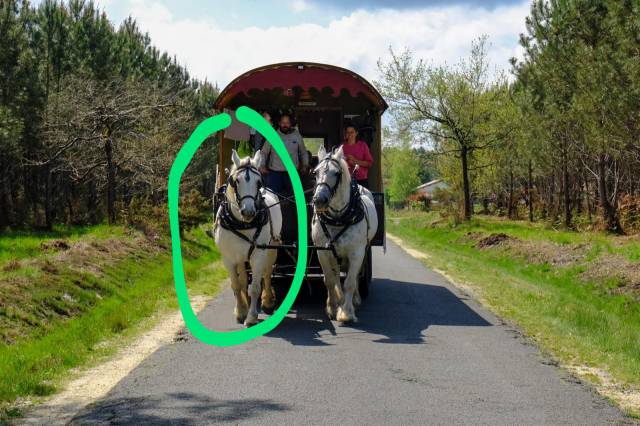 Mare Percheron For sale 2014 Grey
