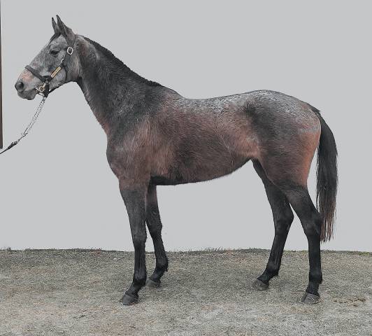Mare Thoroughbred For sale 2021 Grey
