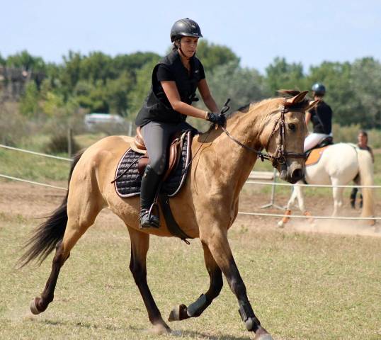 Mare No Origin Recorded For sale 2021 Buckskin