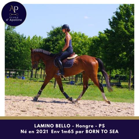 Gelding Thoroughbred For sale 2021 Bay