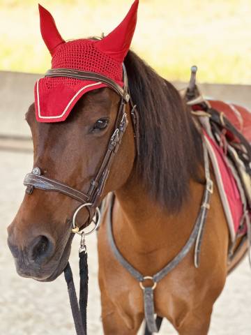 Mare No Origin Recorded For sale 2010 Bay
