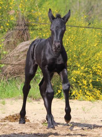 Mare Friesian Cross For sale 2025 Roan