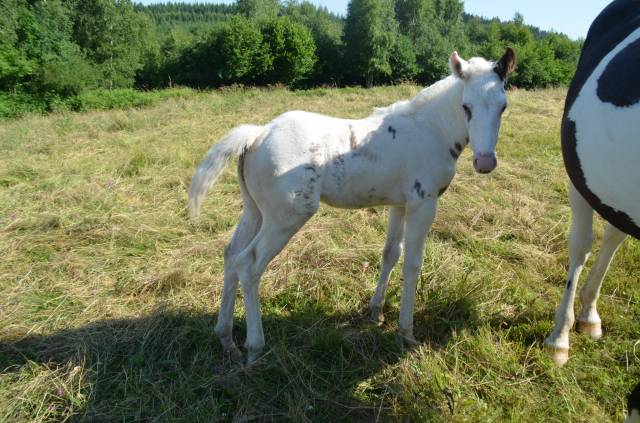 Colt Saddle Horse For sale 2025 Tovero