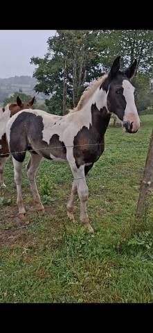 Colt Other Horse Breed For sale 2025 Tobiano