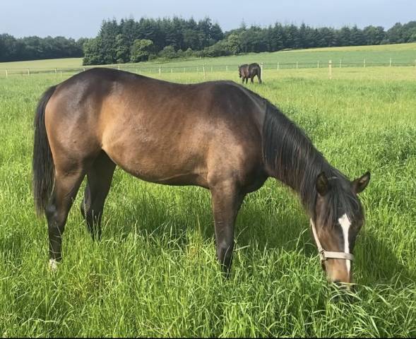 Mare Origin Recorded For sale 2024 Bay