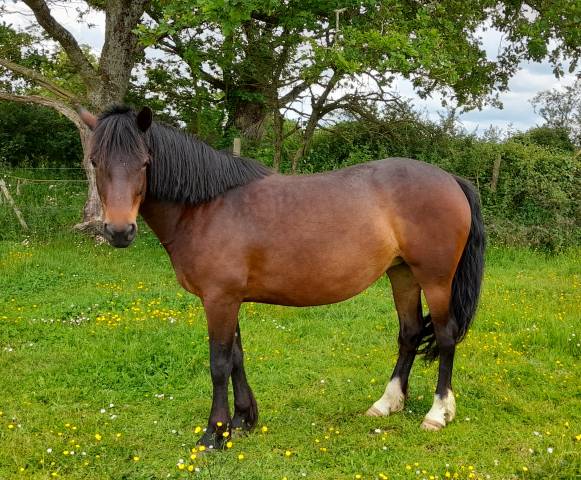 Mare Connemara For sale 2019 Bay