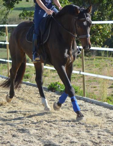 Gelding KWPN Dutch Warmblood For sale 2018 Dark Bay