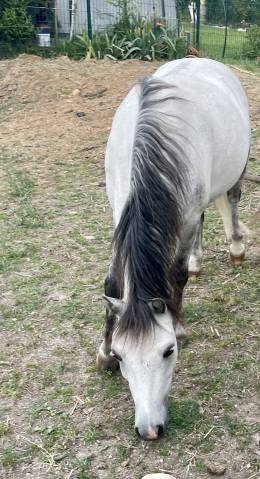 Gelding Welsh Pony (Section B) For sale 2019 Grey