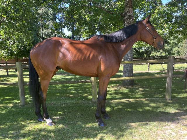 Gelding Irish Thoroughbred For sale 2021 Bay